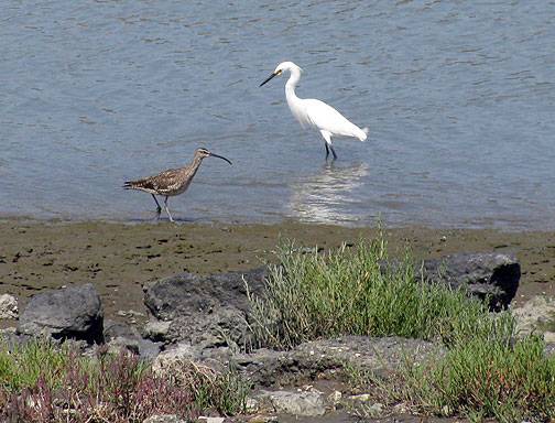 File:Egret-and-long-billed-curlew 0984.jpg