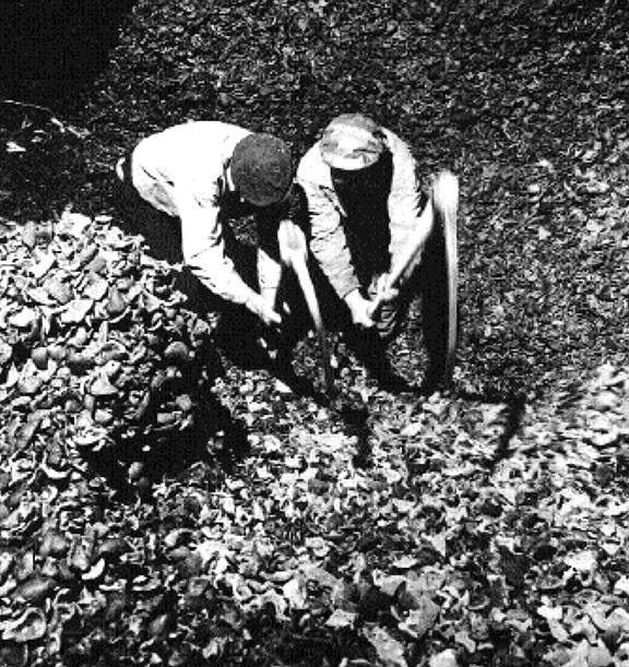 Copra-picking-by-Otto-Hagel.jpg