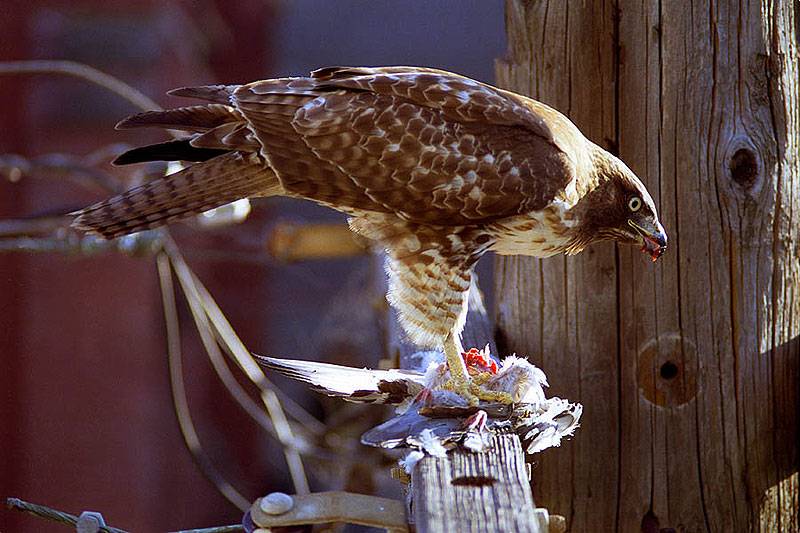 Sf-eagle-eating-pigeon.jpg