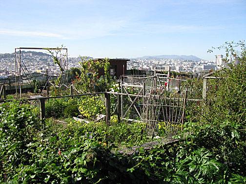 File:Potrero-hill-garden 0491.jpg