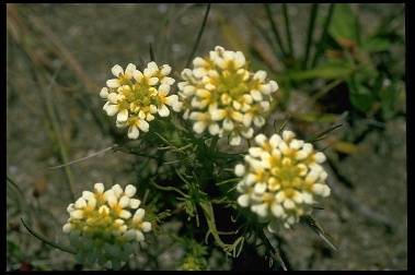 File:Presidio$owls-clover-closeup.jpg