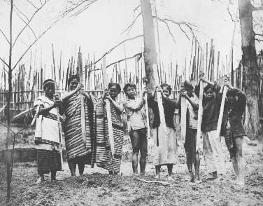 File:Lpe00216 Igorot women planting rice with sticks.jpg