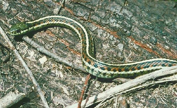 Ecology1$garter-snake.jpg