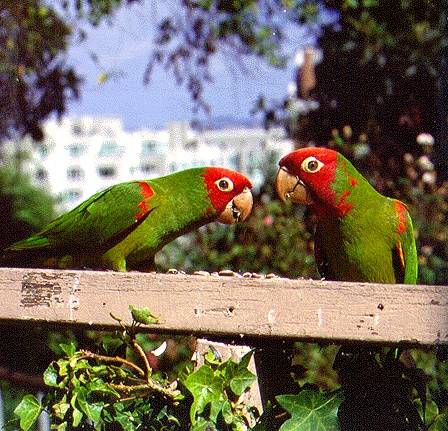 Norbeach$2-parrots-on-plank.jpg
