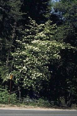 Ecology1$botanical-memories-1891$dogwood itm$pacific-dogwood.jpg