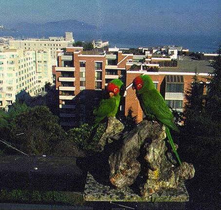 File:Ecology1$exotics$non-native itm$parrots-on-telegraph-hill.jpg
