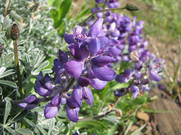 File:Silver-lupine 6648.jpg