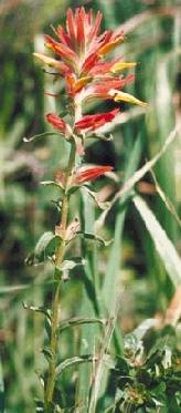 Ecology1$wildflower-gardens$paintbrush itm$indian-paintbrush.jpg