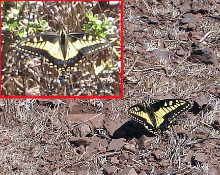 File:Anise-swallowtail-x2-Twin-Peaks-aug07 6978.jpg