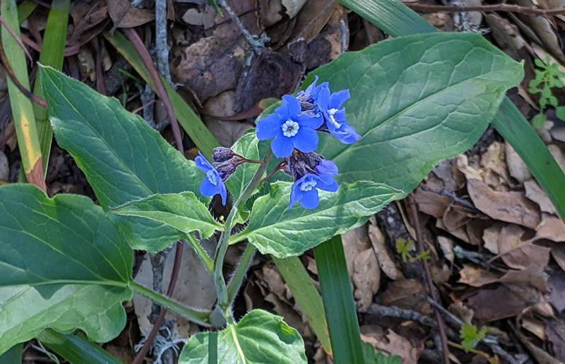 Blue-flower-on-SB-Mtn 20210225 212721573.jpg