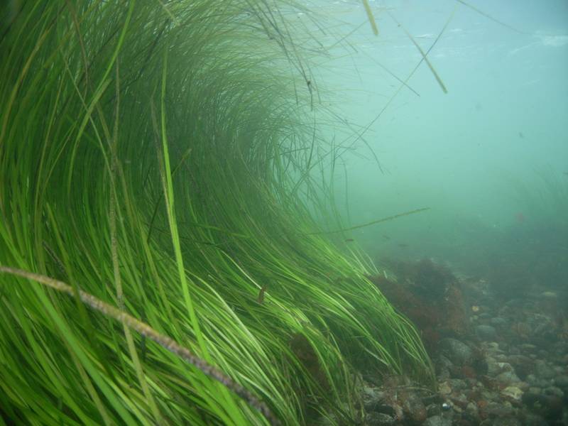 File:Eelgrass (1).jpg