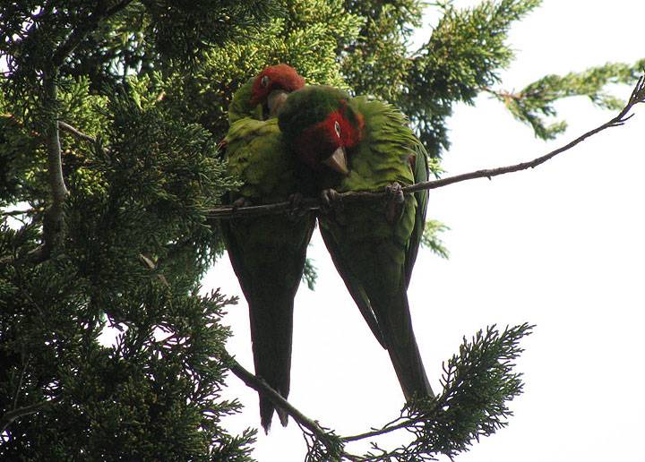 Parrots-on-tree-above-compound 5769.jpg