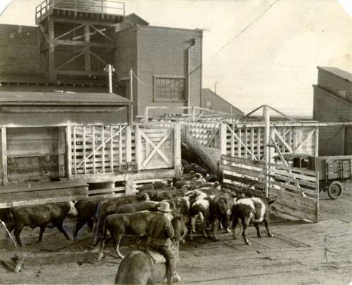 Cattle in Butchertown jan 11 1921 AAB-6727.jpg