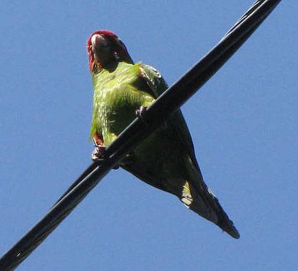 Filbert-parrot 0153.jpg