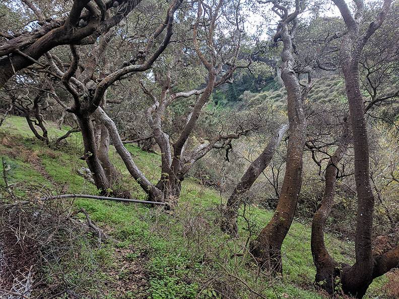 File:Coast-Live-Oaks-on-Lobos-Creek 20190119 111756.jpg