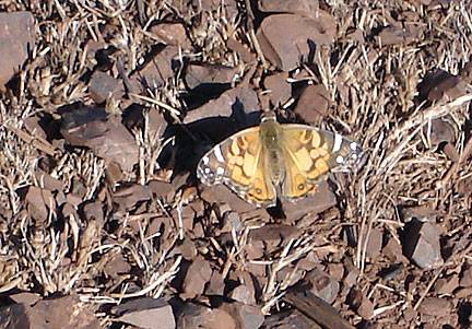 File:Butterfly-on-twin-peaks-sept-07 7432.jpg