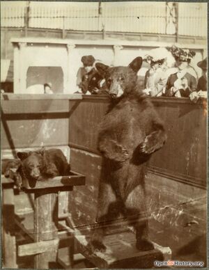 Bear cubs at Haight Street chutes c 1901 wnp27.6549.jpg