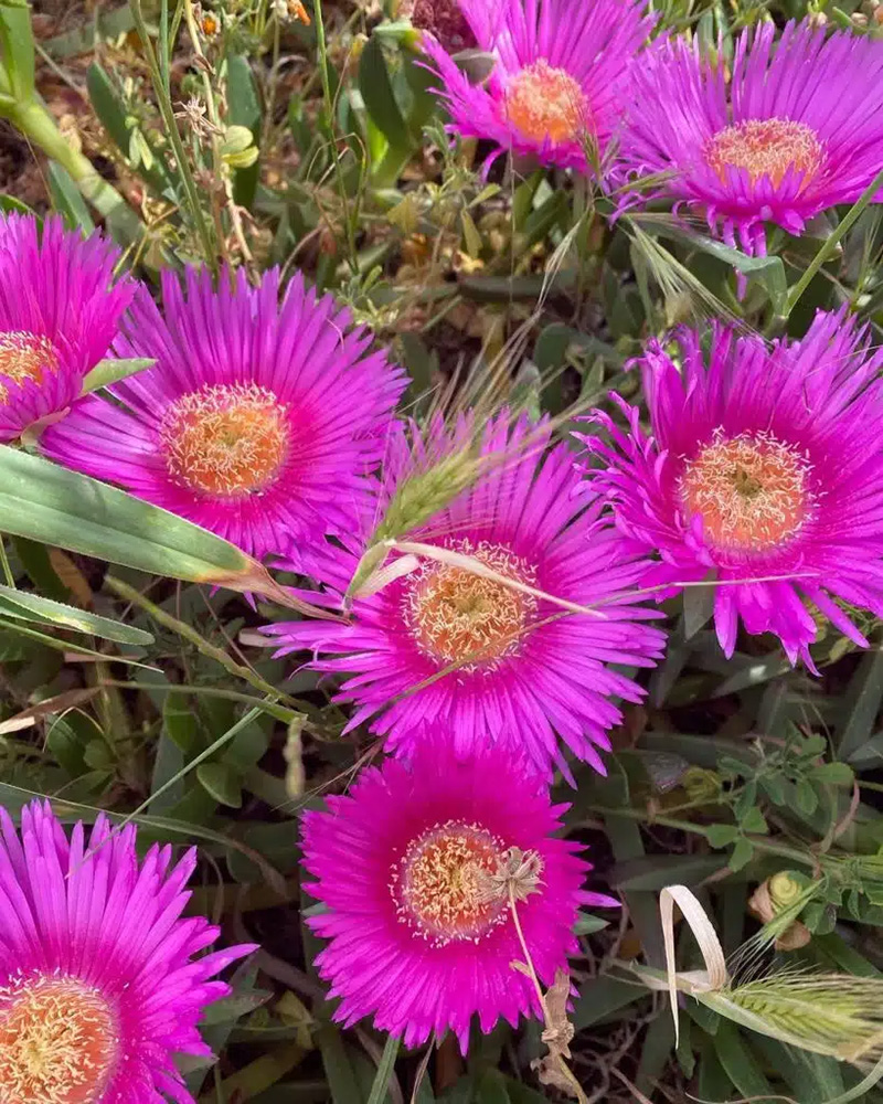 Carpobrotus Edulis.jpg