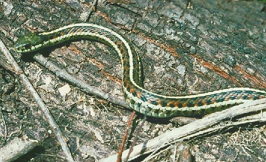 File:Ecology1$sf-garter-snake.jpg