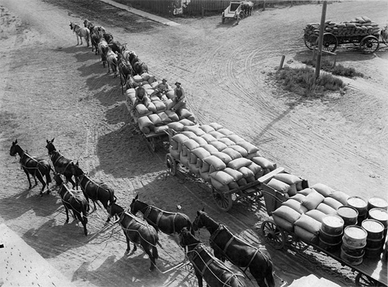 File:Miller-and-Lux-team-hauling-grain-to-Salt-Slough-warehouse-1890 courtesy Milliken Museum via Immigrant Entrepreneurship website.jpg