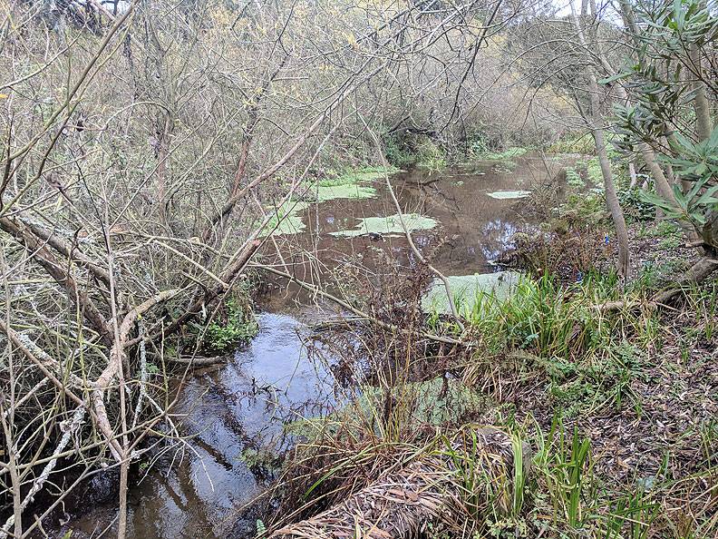File:Lobos-Creek 20190119 112016.jpg