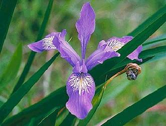 File:Ecology1$wildflower-gardens$douglas-iris itm$douglas-iris.jpg