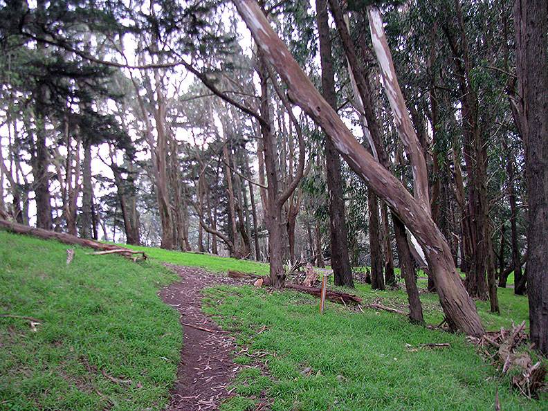 File:Philosophers-Way-forest-trail 1555.jpg