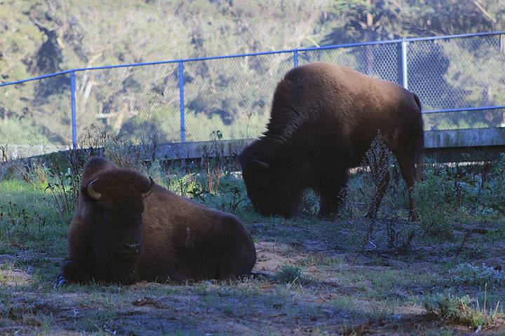 File:Bison 4585.jpg