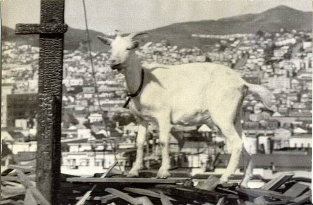 File:Estelle West goat 1951 AAC-0369.jpg