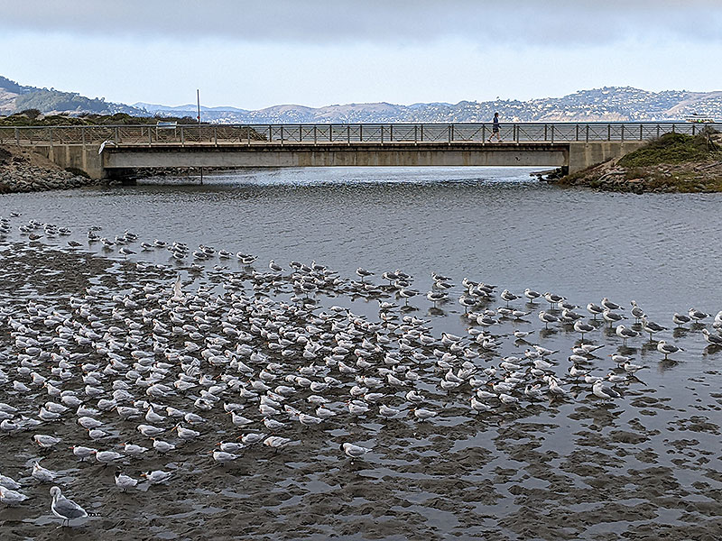 File:Elegant-terns 20221013 234713400.jpg