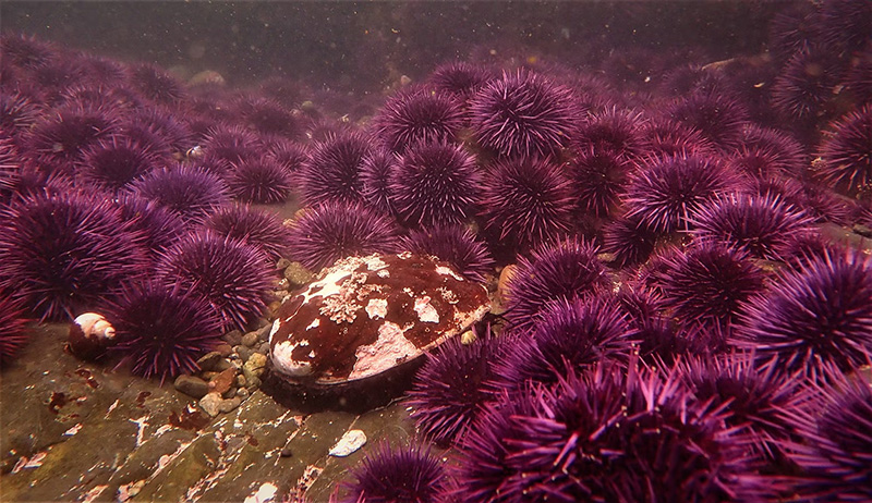 File:Katie sowul cdfw urchin barren surrounds red abalone 1 reduced.jpg
