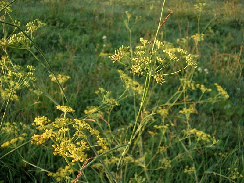 Foeniculum vulgare.jpg