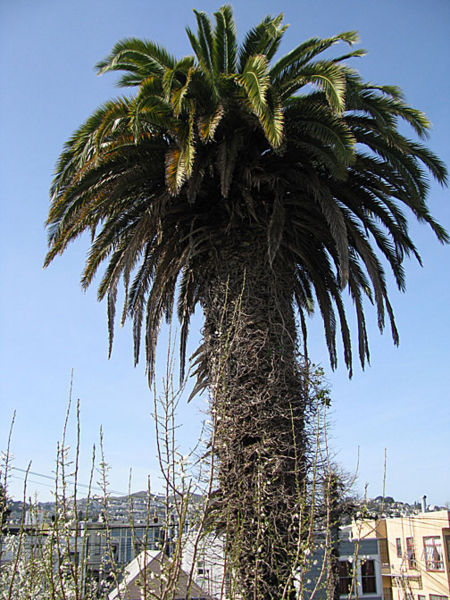 File:Palm-tree 0289.jpg - FoundSF