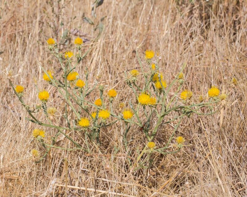 Star-thistle-Yellow-6347-18-Aug-16-1024x819.jpg